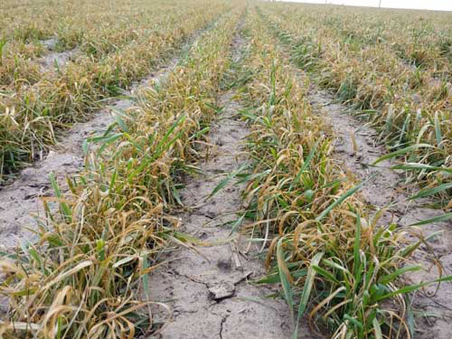This wheat field in northwest Kansas shows severe injury to the plants&#039; stems and leaves from a period of subfreezing temperatures in mid-April. (Photo courtesy of Erick DeWolf, Kansas State Research and Extension) 