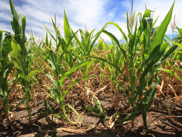 Brazil&#039;s massive second corn crop has gone in the ground with very little insurance coverage, while the upcoming wheat crop will also be sparsely protected, if funds don&#039;t appear over the next month. (DTN file photo)