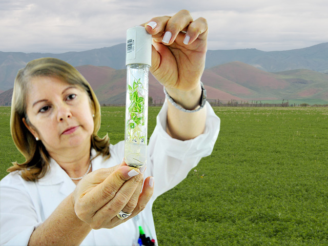 A DTN file photo of alfalfa fields in Idaho with samples in a gene bank (Photo by Neil Palmer of CIAT) 