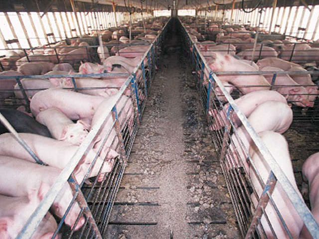 A pair of court cases were filed in recent days with the nation&#039;s meatpackers challenging a California law over speace requirements for livestock while unions filed litigation over USDA new rules for line speeds at packing plants. (DTN file photo) 