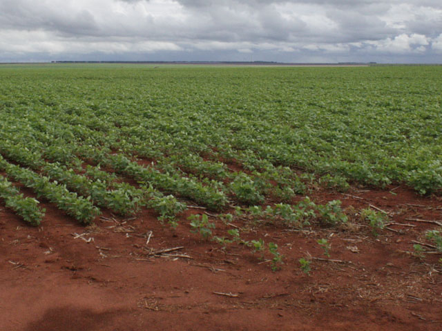 Brazil&#039;s soybean planted area will rise 6% to 72.4 million acres as farmers forge ahead with plans to expand into new areas despite tighter margins this season, according to Agroconsult. (DTN file photo by Alastair Stewart)
