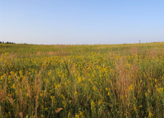 A Nebraska farm that specializes in wildlife habitat. Senators want USDA to restart allowing producers to include wildlife habitat enhancements under a farm-bill program as part of the Conservation Reserve Program. USDA stopped implement the State Acres for Wildlife Enhancement (SAFE) program in 2017. (DTN file photo by Jim Patrico)