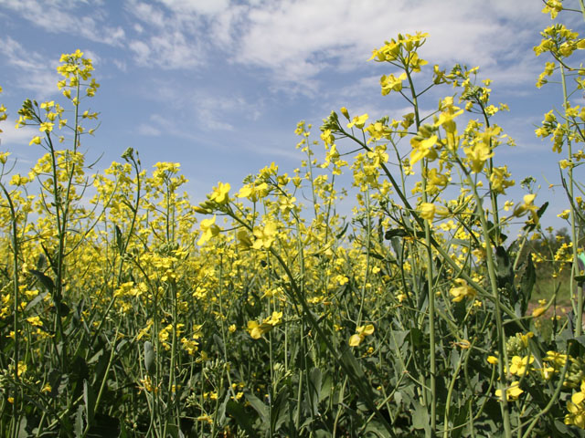 Canada&#039;s canola industry has worked hard to present the merits of healthy oil from its crop. (DTN photo by Elaine Shein)