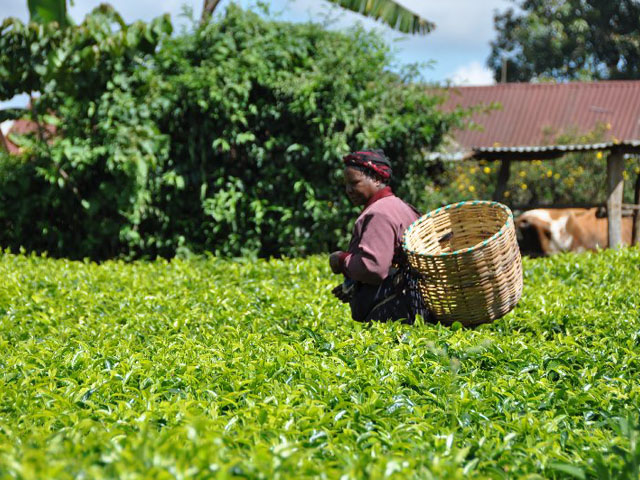 A Kenyan woman harvests tea near the town of Githongo, Kenya. (DTN photo by Chris Clayton)