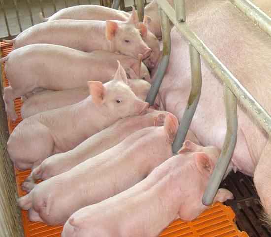 The Food and Drug Administration is balking at a USDA plan that would shift regulatory responsibility for genetically altered animals from FDA entirely over to USDA. The National Pork Producers Council has called for such changes, arguing FDA&#039;s process is too burdensome and slow. (DTN file photo)