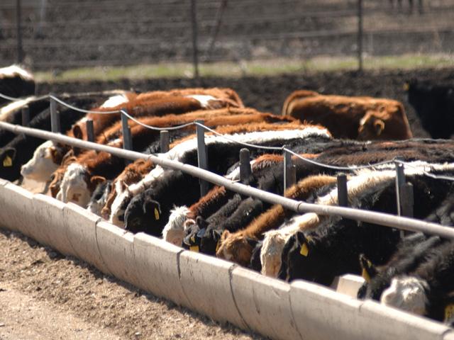 When the latest USDA report showed higher-than-expected livestock numbers in the country, it influenced some triple-digit losses in prices. (DTN file photo)