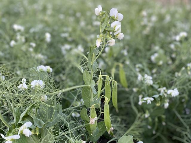 Peas are taking root in new regions, such as Kansas, as grower search for new rotations and ways to build nitrogen. (Photo courtesy of Kraig Roozeboom, Kansas State University)