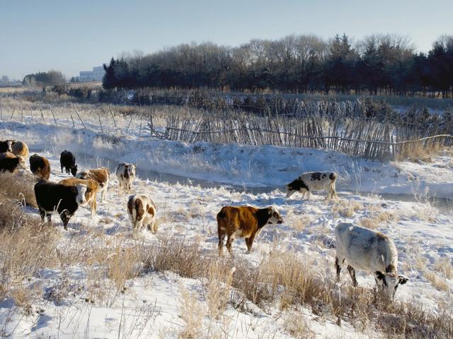 This week&#039;s storm could mean some long days for ranchers who are calving, but no one is grumbling about the chance of moisture. (DTN file photo)