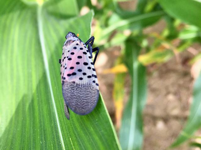 Spotted lanternfly continues to spread and has now been found in Illinois. Officials are asking citizens to be active in trying to control the pest. (Photo courtesy of Pennsylvania Department of Agriculture)