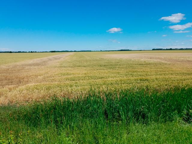 Pictured is a spring wheat field in the dough stage in northwestern Minnesota on July 22. Northwest Minnesota has many fields that have drowned out ditches and low spots due to the constant rains. Crookston, Minnesota farmer Tim Dufault said a farmer in that area told him that as of July 24, he has had 31 inches of rain since June 1. (Photo courtesy of Tim Dufault)