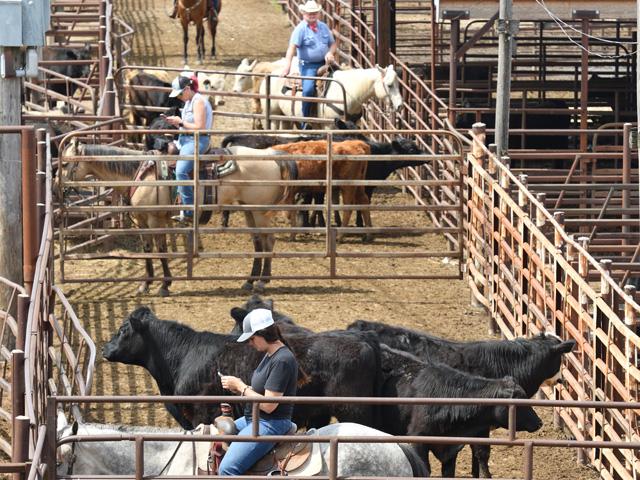 As the year gets closer to wrapping up 2021, a slower pace will settle into the cattle market. (DTN photo by Jim Patrico) 