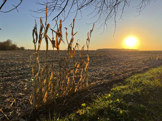 A handful of stalks skipped by the combine serve as a reminder of what was and how lucky we are to be able to freely breathe in the meaning. (DTN photo by Pamela Smith)