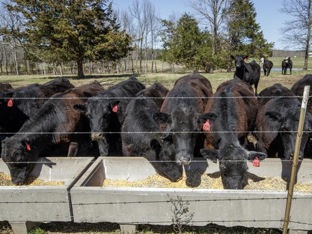 Friday&#039;s Cattle on Feed report showed larger placements, which will undoubtedly pressure the market in the weeks ahead. (Photo by Benjamin Krain)