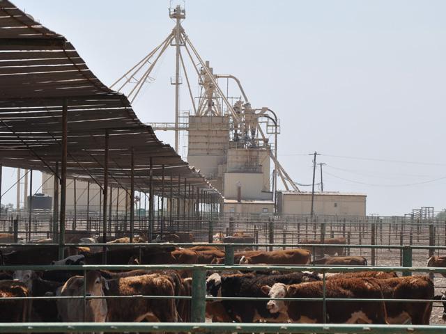 Feeder cattle fatten in a Texas feedyard. A report released yesterday in the Proceedings for the National Academy of Sciences links air quality of animal agriculture to fine particulate matter from ammonia. The report linked 16,000 deaths a year from air-quality health impacts involving agricultural production. (DTN file photo by Katie Dehlinger)   