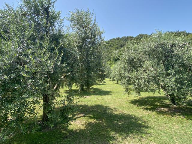 Olive trees in Italy, Spain and Greece are on a two-year stretch of lower production because of heat and drought stress. (DTN photo by Bryce Anderson)