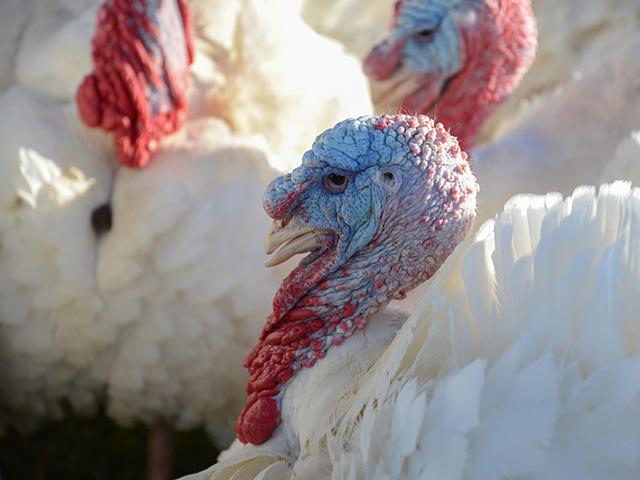 One reason the American Farm Bureau Federation states Thanksgiving prices are cheaper this year is the average price for a 16-pound turkey comes in at $1.21 a pound, a 7% decline from last year. Retail turkey prices are the lowest since 2010. National Farmers Union notes farmers on average only receive about 11.9 cents per dollar spent on Thanksgiving food. (DTN file photo) 