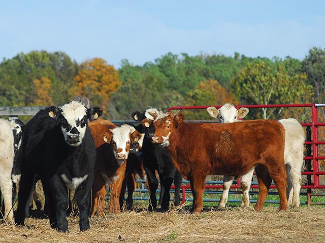 With a smaller cow herd and pressures related to both drought conditions and a lack of profitability, feeder cattle have been marketed earlier than in years past. (Photo by Mike Boyatt)