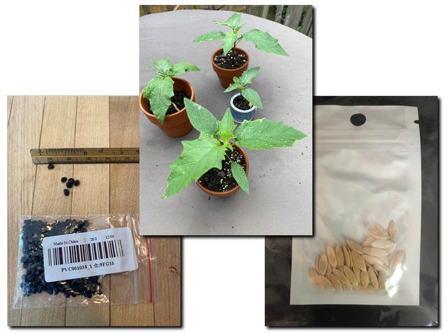 These are examples of some of the plant-related materials that have been arriving in mailboxes unsolicited from China. It&#039;s important that those receiving packages do not plant or discard the seeds. (Photo courtesy of APHIS)
