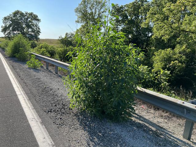 This plant in Illinois turned out to be waterhemp, not Palmer amaranth. Time is ticking to rogue out problem weeds before seed set. (DTN photo by Pamela Smith)