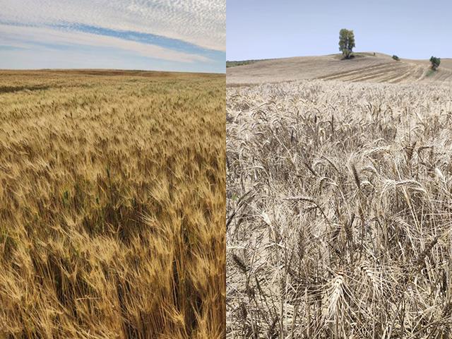 Shown are two durum fields about 5,400 miles apart. The one on the left is from McCluskey, North Dakota, and is the variety Riveland, and the one on the right is from Caltanissetta, Sicily, and is the variety Iride. (Photos courtesy of Kim Saueressig and Michele Valenza)