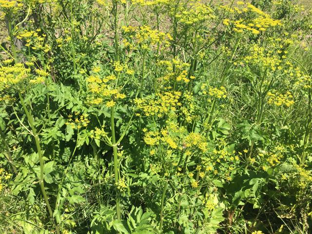 Wild parsnip looks like a yellow version of Queen Anne&#039;s Lace or wild carrot, but the sap within can cause burns to skin as my family found out. (DTN photo by Pamela Smith)