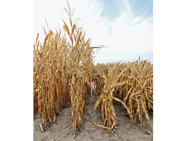 These hybrids on the right at Bayer Crop Science research farm, near Jerseyville, Illinois, haven&#039;t been given a haircut. They are bred to be shorter and more efficient. (DTN/Progressive Farmer photo by Pamela Smith)