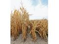 These hybrids on the right at Bayer Crop Science research farm, near Jerseyville, Illinois, haven&#039;t been given a haircut. They are bred to be shorter and more efficient. (Progressive Farmer image by Pamela Smith)