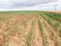 A wheat field under pressure from drought in eastern Colorado in 2021. Highlighting the risks facing farmers, 60 agricultural groups on Monday called on Congress to protect crop insurance from possible budget cuts. (DTN file photo)
