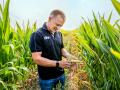 Cover crops are sown between 60-inch corn rows. After corn is cut for silage, cattle graze the cover crops and corn stubble. (Greg Latza)