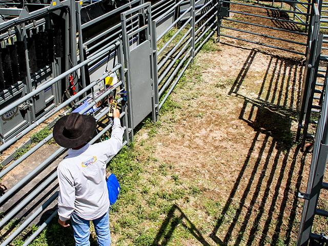 Low-stress cattle-handling and safety are key as operations learn to function with fewer skilled workers. (Provided by Moly Mfg. LLC)