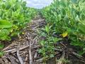 Waterhemp emerging early mid season in soybean (Pamela Smith)