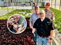 Kyle, Steve, and Jarrett Sturgis inside their lettuce growing greenhouse. Inset: Clams fresh in the from the Chesapeake Bay. (Des Keller)