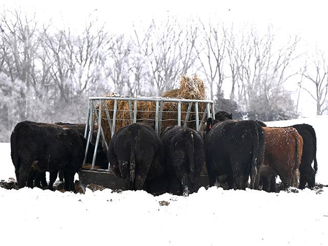 Cows need to eat much less high-quality hay to get the same nutrient requirements as average-quality hay. (DTN photo by Jennifer Carrico)