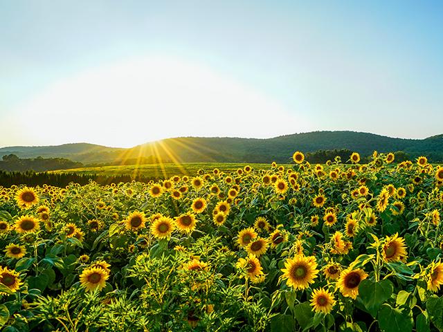 (BaileysTable, Getty Images)