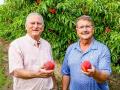 Southern Orchards CEO Mark Sanchez, left, stands with Jeff Wainwright, director of farming operations, in peach orchards during harvest. (Des Keller)