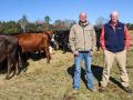 Travis Mitchell (left) works with Clemson&#039;s Brian Beer to group and sell feeder load lots with Saluda County Cattlemen&#039;s Association. (Becky Mills)