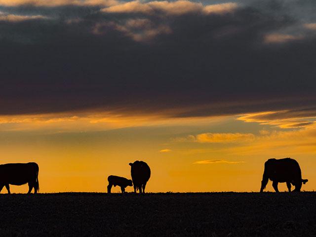 As cattle supplies continue to tighten, producers will have more pricing opportunities moving through 2022 and into 2023. (DTN/Progressive Farmer file photo by Robert Lagerstrom)