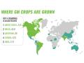 Where GM crops are grown (Progressive Farmer image by Getty Images/Progressive Farmer)