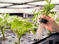 New genetic tools enhance many crops, such as these potatoes in the labs at Calyxt. (Progressive Farmer image courtesy of Calyxt)