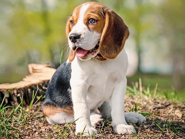 Most mammals have a "third eyelid" located between the eye and the outer eyelids. It provides additional protection to the eye and contains a gland that produces a significant portion of the tears that keep eyes moist. A cherry eye occurs when this gland pops out or prolapses. (Progressive Farmer photo by Getty Images)