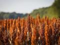 National Sorghum Producers is now accepting entries for its 2023 yield contest. (Progressive Farmer file photo)
