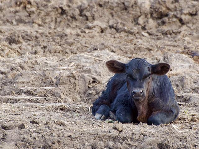 If a cow is infected with bovine virus diarrhea between approximately 40 to 120 days into gestation and does not abort, the calf may be born with a unique condition known as persistent infection (BVD PI).  (DTN/Progressive Farmer photo by Jennifer Carrico)