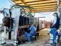 Rather than take chances with an infertile bull, veterinarian Billy Blair Jr. and cattleman Austin Taylor both believe in Breeding Soundness Exams. (Becky Mills)