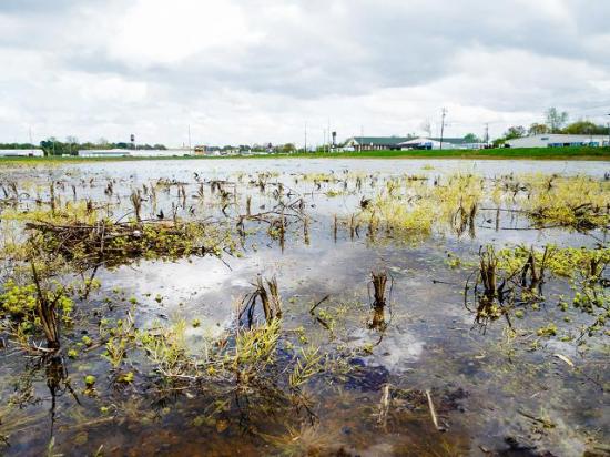 Among other hurdles, too much water plagued cotton farmers from central Alabama to central Texas in 2025. (University of Tennessee Institute of Agriculture)