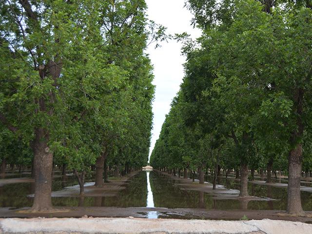 An irrigated orchard in rural Texas in 2023. USDA is providing Texas producers with $280 million to offset water losses during the past two years from Mexico failing to uphold its end of the 1944 Water Treaty. (DTN photo by Chris Clayton) 