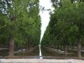 An irrigated orchard in rural Texas in 2023. USDA is providing Texas producers with $280 million to offset water losses during the past two years from Mexico failing to uphold its end of the 1944 Water Treaty. (DTN photo by Chris Clayton) 