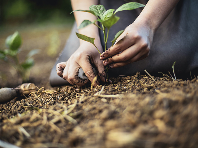 Planting a seed, spying that first sprout and reaping a delicious meal from it is still a miracle to this blogger. (Getty Images photo)
