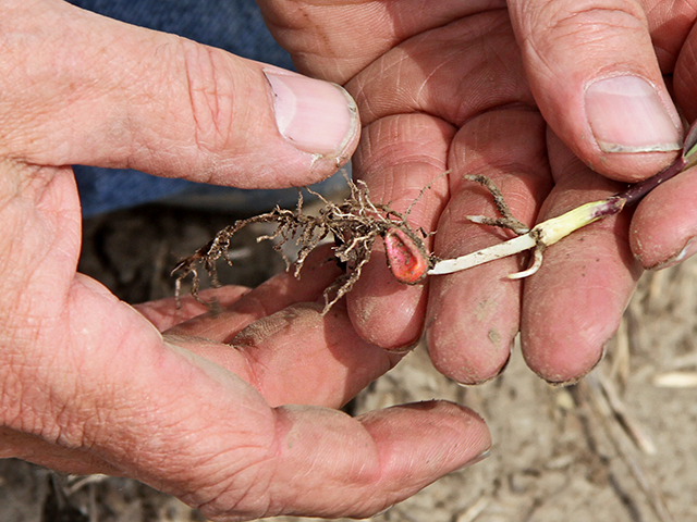 (Progressive Farmer image by Pamela Smith)