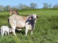 A spring release date was expected for Corteva&#039;s ProClova, a broadleaf herbicide that preserves white clover. (Progressive Farmer image by Becky Mills)