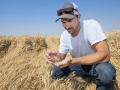 Derek Friehe examines lodged wheat, something he works to prevent each year with variety selection, planting rates and growth regulators. (Joel Reichenberger)